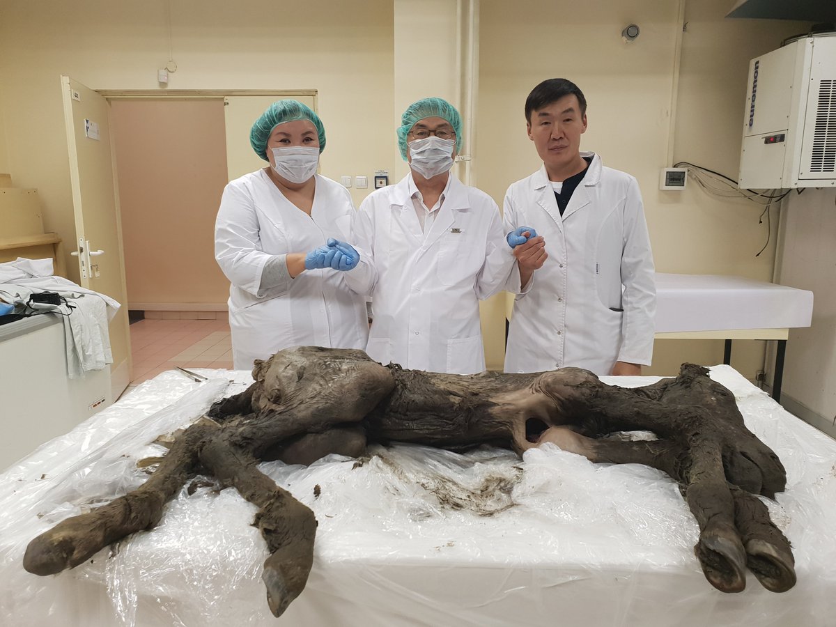 SooamBiotech's tweet photo. The 40,000-year-old frozen baby horse from the permafrost in Siberia https://t.co/IEc5xjsMcH