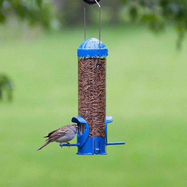 Sleekdeals On Twitter Petcare Deals Save 79 Off Mealworm