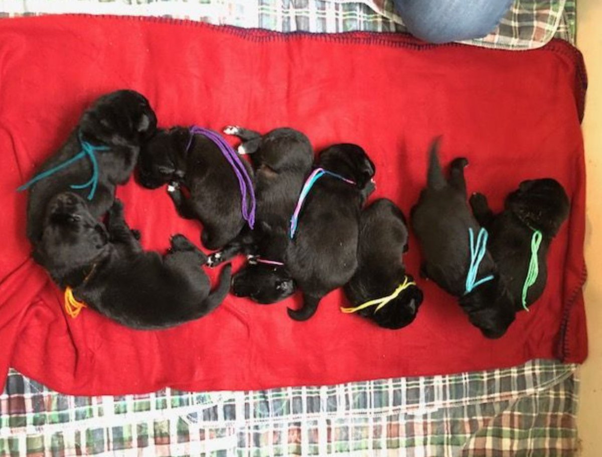 PawPatchGA's tweet photo. These puppies were born July 28th. Ready to go to their furever homes on Sept 22, 2018. We have 4 boys &amp; 4 girls. They're mixed breed.  Mom is AKC registered Labrador retriever. Dad is AKC registered Miniature American Shepherd. Puppies are $250 each. Contact Chris @ 404-502-0966 https://t.co/pawPvjVLeg
