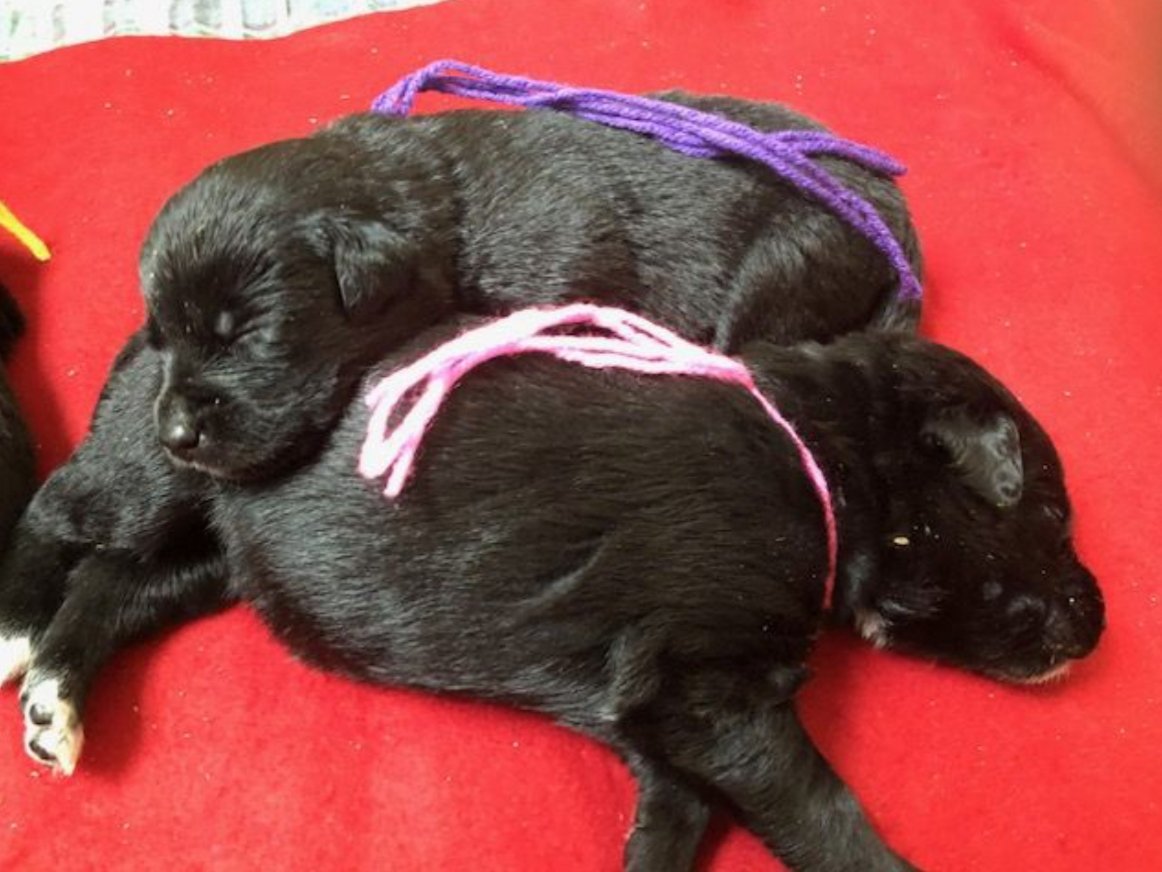 PawPatchGA's tweet photo. These puppies were born July 28th. Ready to go to their furever homes on Sept 22, 2018. We have 4 boys &amp; 4 girls. They're mixed breed.  Mom is AKC registered Labrador retriever. Dad is AKC registered Miniature American Shepherd. Puppies are $250 each. Contact Chris @ 404-502-0966 https://t.co/pawPvjVLeg
