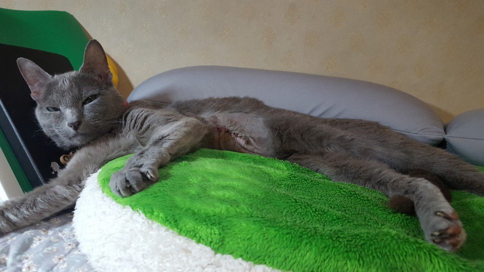 아미 수술을 무사히 마치고 집에 왔슴다ᆢ같이 걱정해준 분들 고맙습니다ㅜㅠ