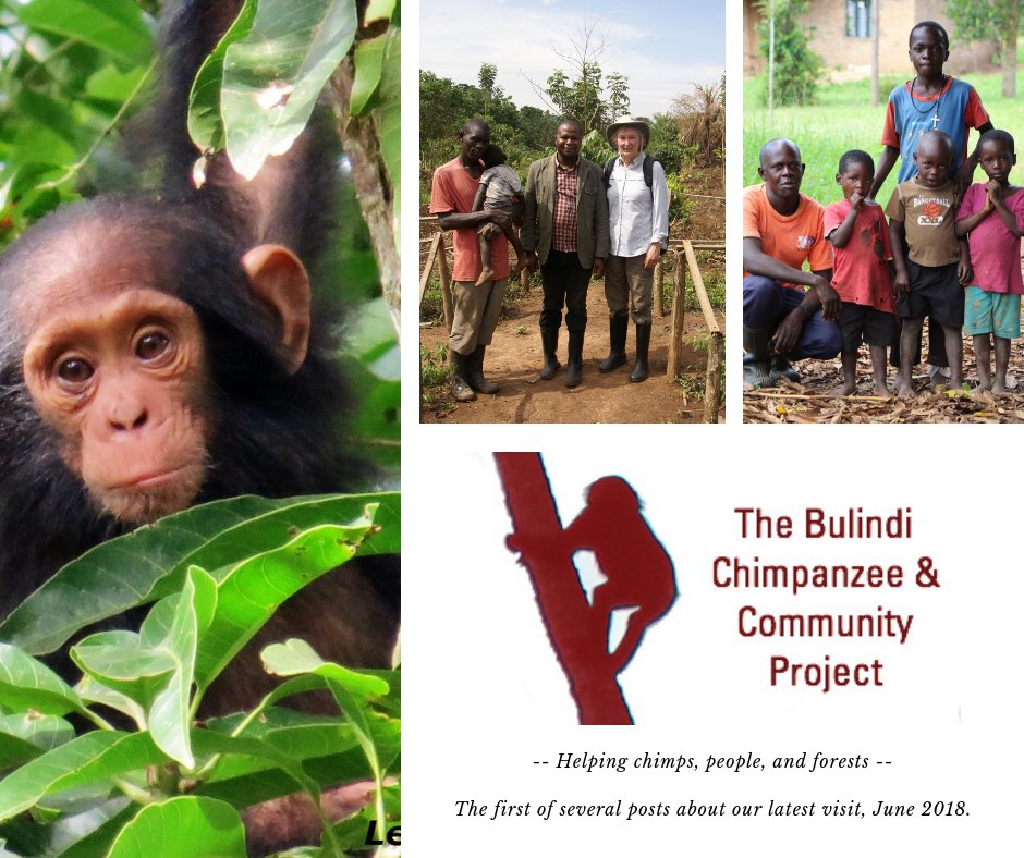 In June, ChimpSaver re-visited one of our favorite chimp projects of all time - Bulindi Chimp &amp; Community Project in Uganda. In coming days, we hope you'll be inspired by the story of resilient chimps, and the good that comes when people refuse to "give up." #GreatApes