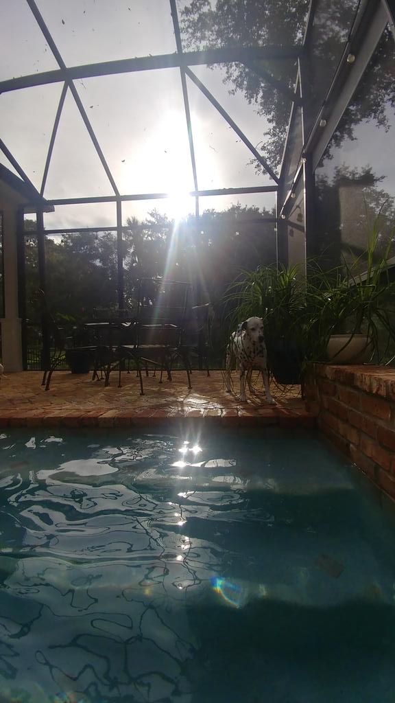 RealTeriFLA's tweet photo. #dogdaysofsummer #dallife #ilovemydog #cute #dog #MAGA #ConfirmKavanaugh #walkaway #cutyourcable, walk your dog instead!  🐕🐾❤️ https://t.co/oflVxg4AK2