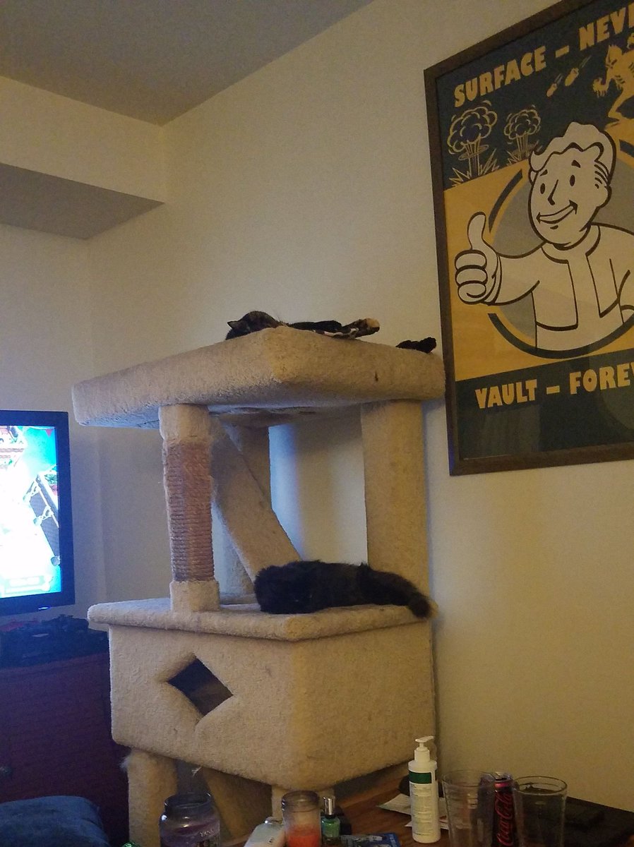 Ballpit_Gangsta's tweet photo. Luna and Logan have exhausted eachother
#CatsOfTwitter
#smokecat https://t.co/LUAGdMJQeR