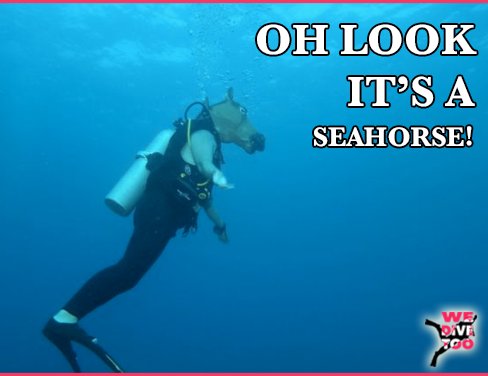 There’s always one. 
#scubadiver #scubadiving #wedivetoo