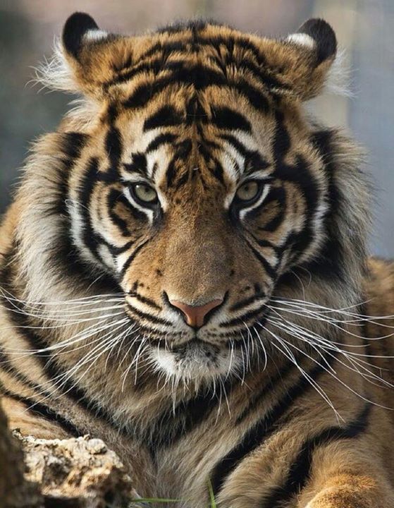 Final score...hear us ROAR!
Talladega 41  Childersburg 28 ift.tt/2bwgyvw