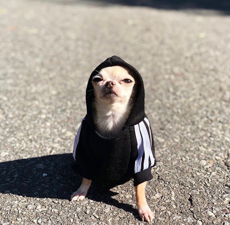CesarsTacos's tweet photo. Can’t wait for sweater weather so I can really start dressinnnnn https://t.co/YyWjgg6GUS