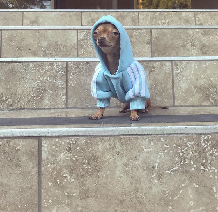 CesarsTacos's tweet photo. Can’t wait for sweater weather so I can really start dressinnnnn https://t.co/YyWjgg6GUS