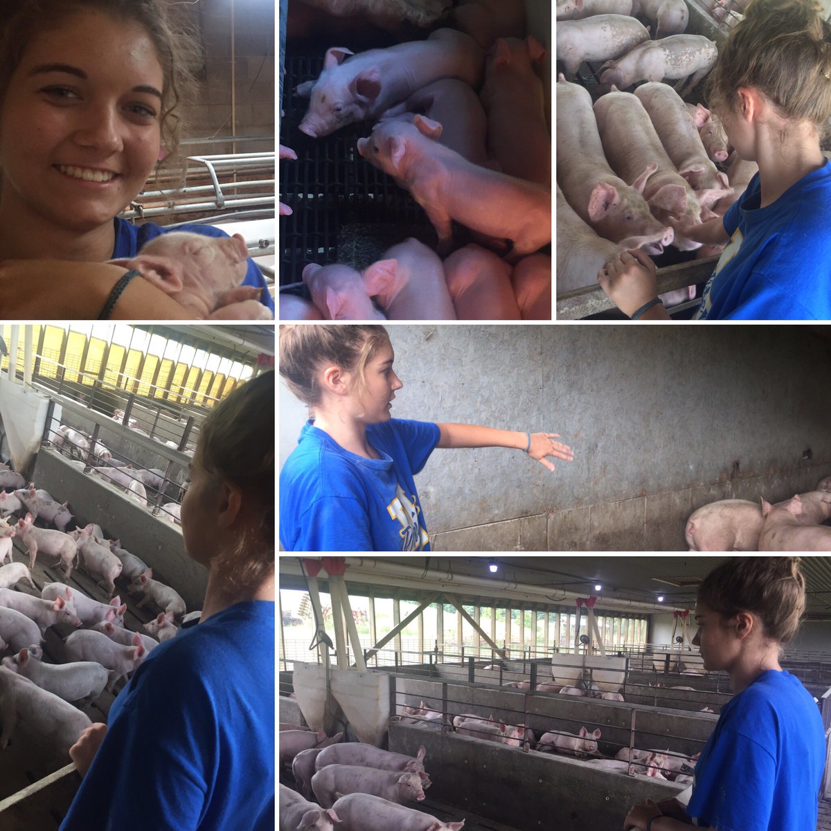 wehsffa's tweet photo. WE FFA members work HARD!!! Loved visiting Neeley and witnessing her role on the family farm! #FFAmily #WEDevelopLeaders #HardWokPaysOff ##FarmLifeistheBestLife https://t.co/42pg2Pkpou