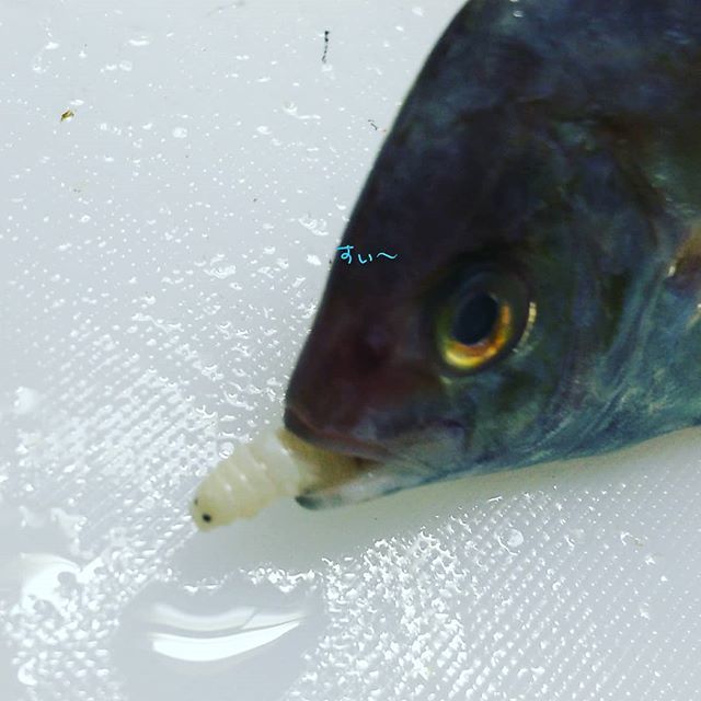 sekireihisui's tweet photo. こんにちは。
#ウオノエ #cymothoidae #寄生 #つぶらな瞳 https://t.co/SIPVtDAjub https://t.co/08L1XadWA9