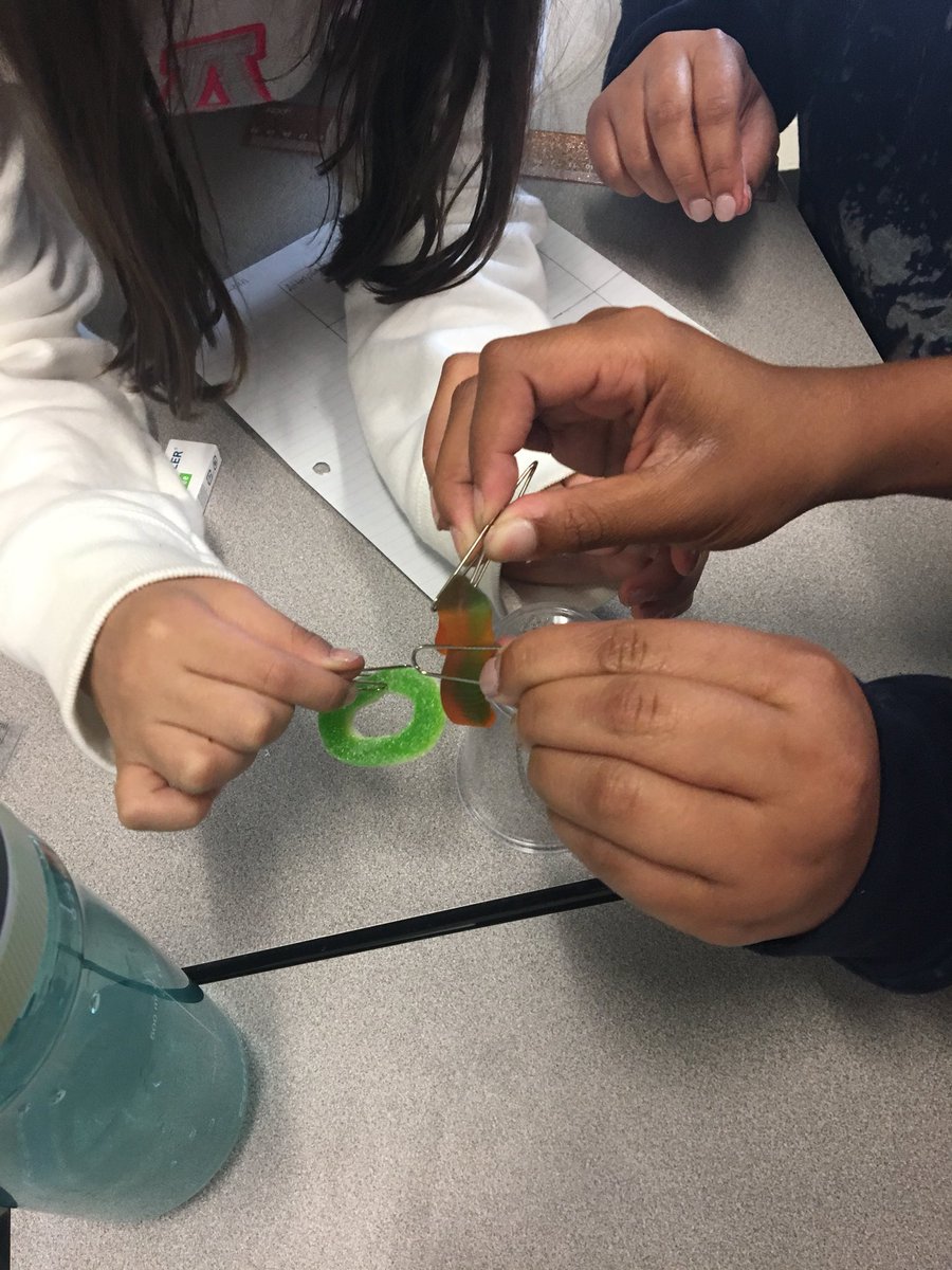 srta_perri's tweet photo. Students in Grade 4/5C put their team work and problem solving skills to use as they reviewed the scientific process during our “Saving Fred” activity in Science class today! #FLGpride #ECSDFaithInspires https://t.co/6kxYAE9ZSP