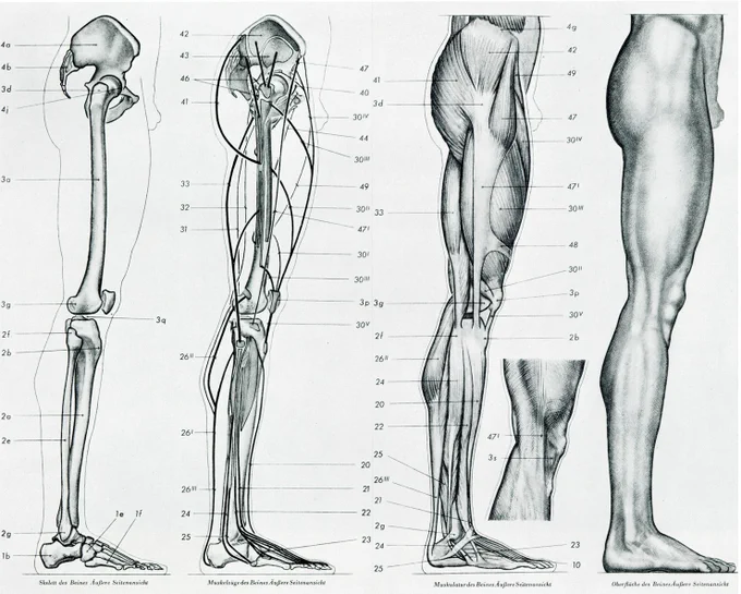 タンクの代表的な教科書"Form und Finktion"では、体表、筋、筋走行と付着部、骨格を並べて掲載している。比較によって内部を知るレイアウトは、美術用の解剖学書には多いが、医学の解剖学書ではあまり見られない。"W. TANK"(1964)より。 