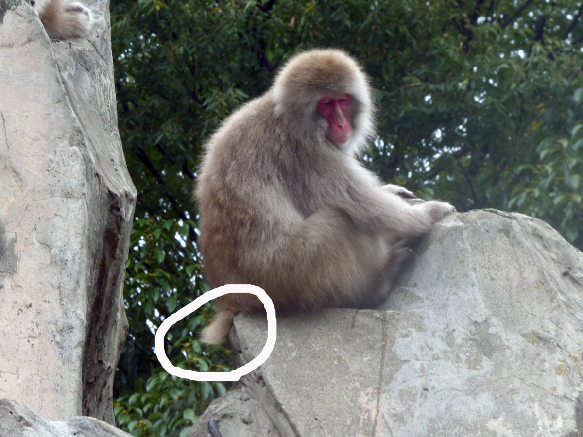 上野動物園 公式 正解は 短い 世界のサル類のなかで もっとも北に住むニホンザル 四季のある日本で 冬に凍えないように しっぽが短くなったといわれています 冬の寒い日には手足の指先がかじかみますよね え 最近は暑いから忘れてた まだまだ