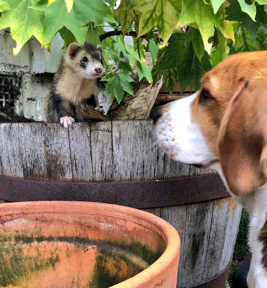 ferrettyferret's tweet photo. Smelly Alice can #GetTheDog 🐾 #FerretRules #BeMoreFerret https://t.co/ulJVvJQp6p