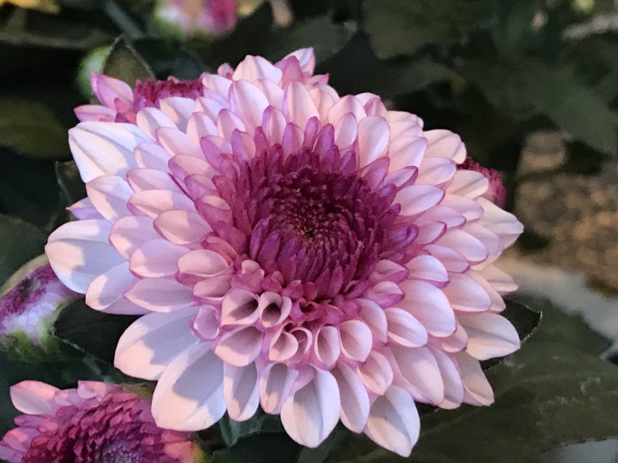 توییتر 相武ガーデン در توییتر 秋の綺麗なお花入荷です ダンテ 秋の花 コスモス 敬老の日 T Co Vddyohmsee