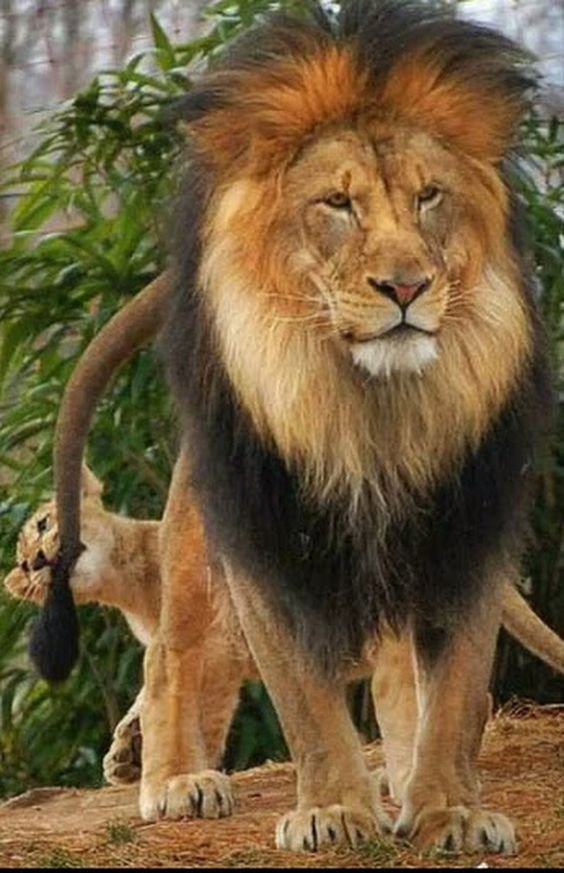 Infoanim (@ceslada) on Twitter photo 