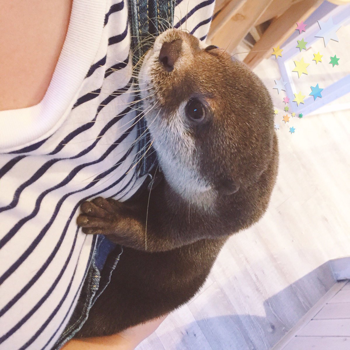 カワウソカフェ Harry原宿テラス店 だっこ テラス店の人気者 コツメカワウソのサンくんです スタッフに甘えてる顔がなんとも可愛い お客様からも 可愛い と絶賛されております 03 3404 1212 T Co Vtnqyhlxoy カワウソカフェ Harry原宿テラス店 だっこ テラス店の人気者 コツメカワウソのサンくんです スタッフに甘えてる顔がなんとも可愛い お客様からも 可愛い と絶賛されております 03 3404 1212 T Co Vtnqyhlxoy
