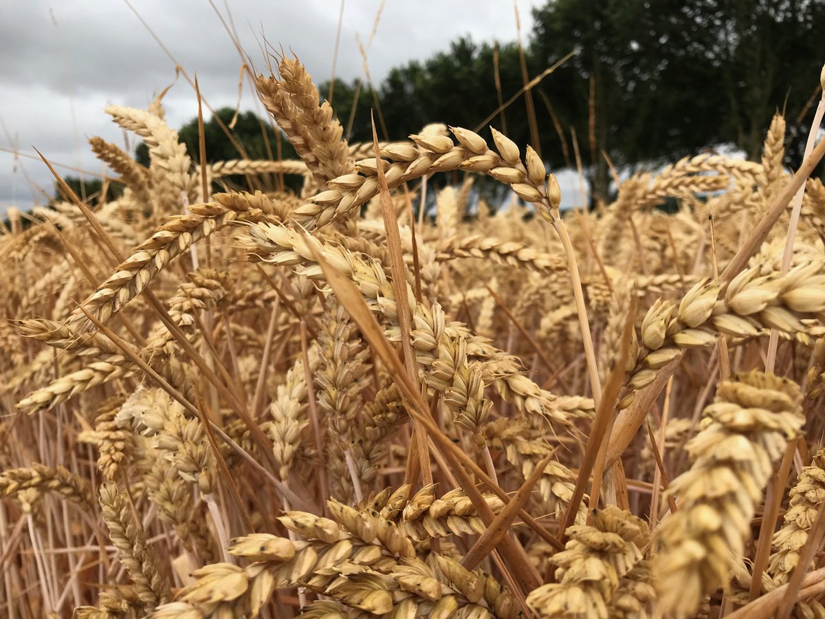 Prof Martin Birchall tweet media