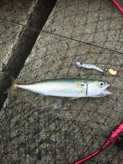 メタルマルでヒラメ釣り 釣り方やこのルアーで釣れる他の魚も紹介 キャンパーズ
