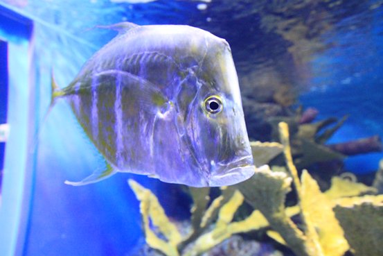サンシャイン水族館の秋のtwitterイラスト検索結果