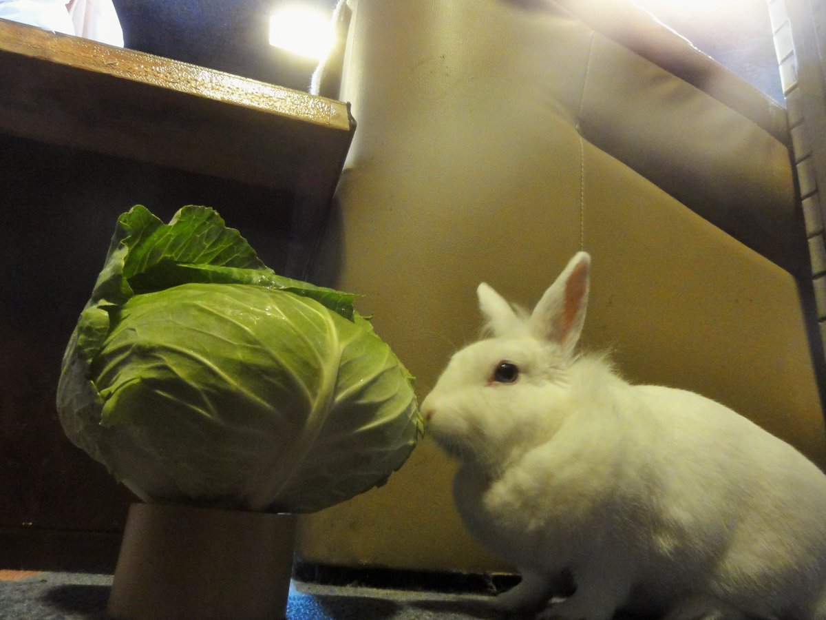 御成座 シリーズ うさぎと野菜 第３回 キャベツ篇