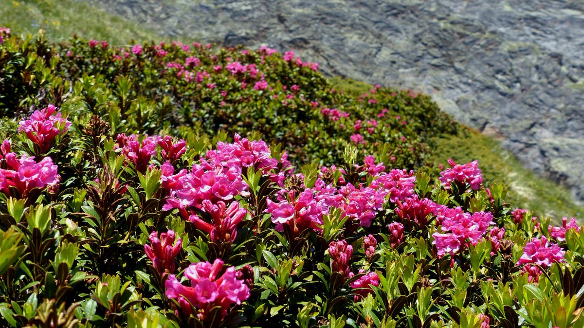 HotelMistral1's tweet photo. We love the nature in Saastal :-)
#outside #nature #switzerland #valais #mistralsaasfee https://t.co/3Emc9Tyult