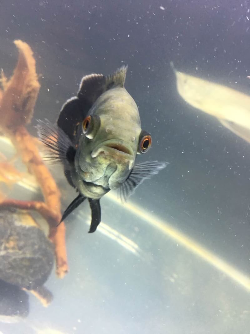 古代魚水槽