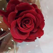 BQassim110's tweet photo. @ho8R1tfHkziQG2j @Hassan21299275 https://t.co/qesbP9DaZq