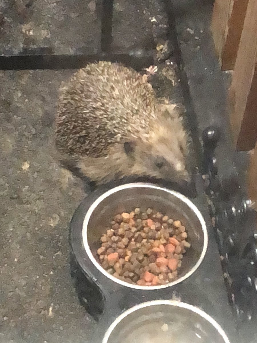 Late nights little visitor

Much smaller than our usual crowd, so I think this maybe a newbie

Needlesss to say they tucked into the cat food and water on offer

#hedgehog #hedge #hedgehogs #prickles  #pricklypals #hoggies @hogs @KentWildlife @Poppyshedgehogs @hedgehogsociety