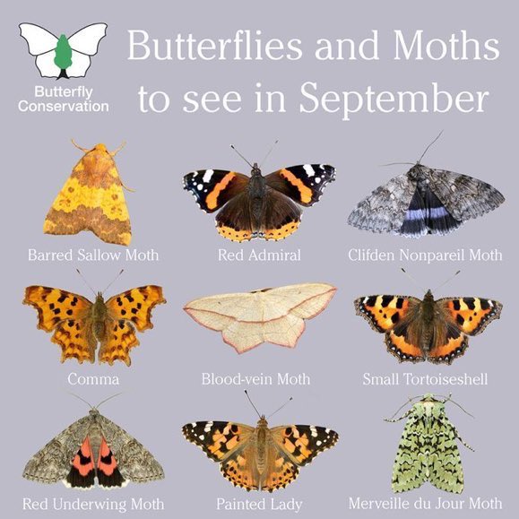 LGSpace's tweet image. How many have you seen? Here are some of the beautiful butterflies and moths you can spot in the UK during September, from @savebutterflies.
#nature #pollinators #wildlife