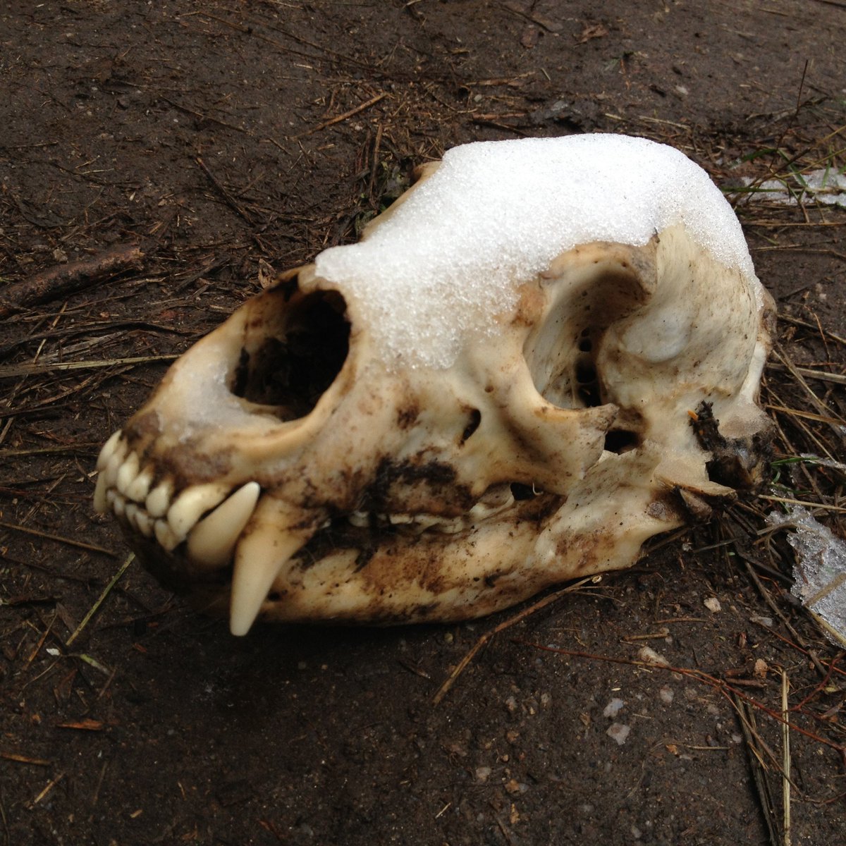 getOutly's tweet photo. Cycle of life gets us all, even those at the top of the food chain.
#bear #bearskull #wildlife #forest #hikevibes #hiking #nature #rockymountains #mountainsarecalling #hunting #lookaround #lifecycle #publiclands #publiclandowner #getoutside #optoutside #connectwithnature #outly https://t.co/cJbpjbJPMW