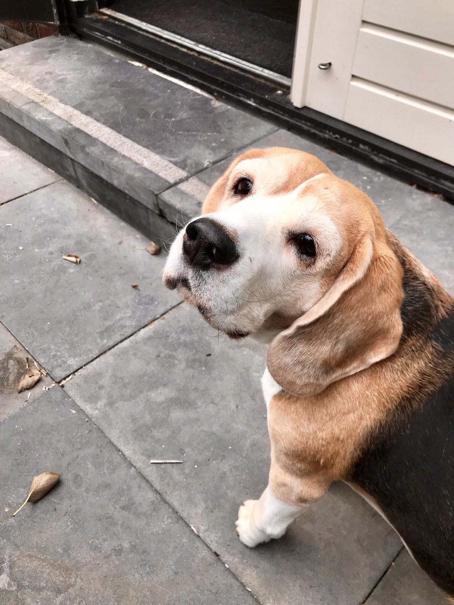 DexTheBeagle's tweet photo. Tired after chasing falling leaves 🙄🐶 https://t.co/ZZ4ibY0rIk