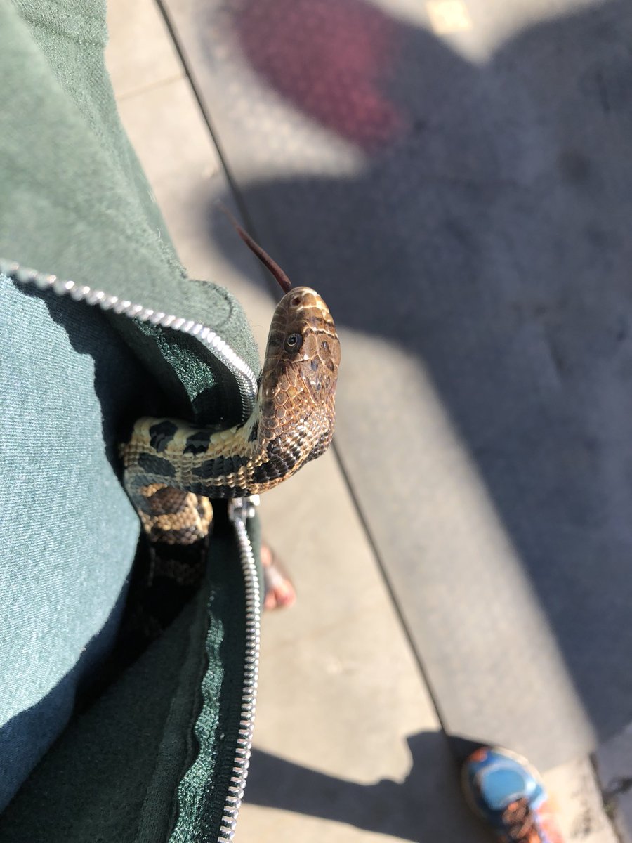 Tingo_89's tweet image. After an hour of stealing my body heat, Roxie is ready for the work day! 

Today we’re at the #ParrySound Airport for their Fly and Buy event!

#snakecuddles #lovesMeForMyHeat #Foxsnakes #Outreach #scicomm
