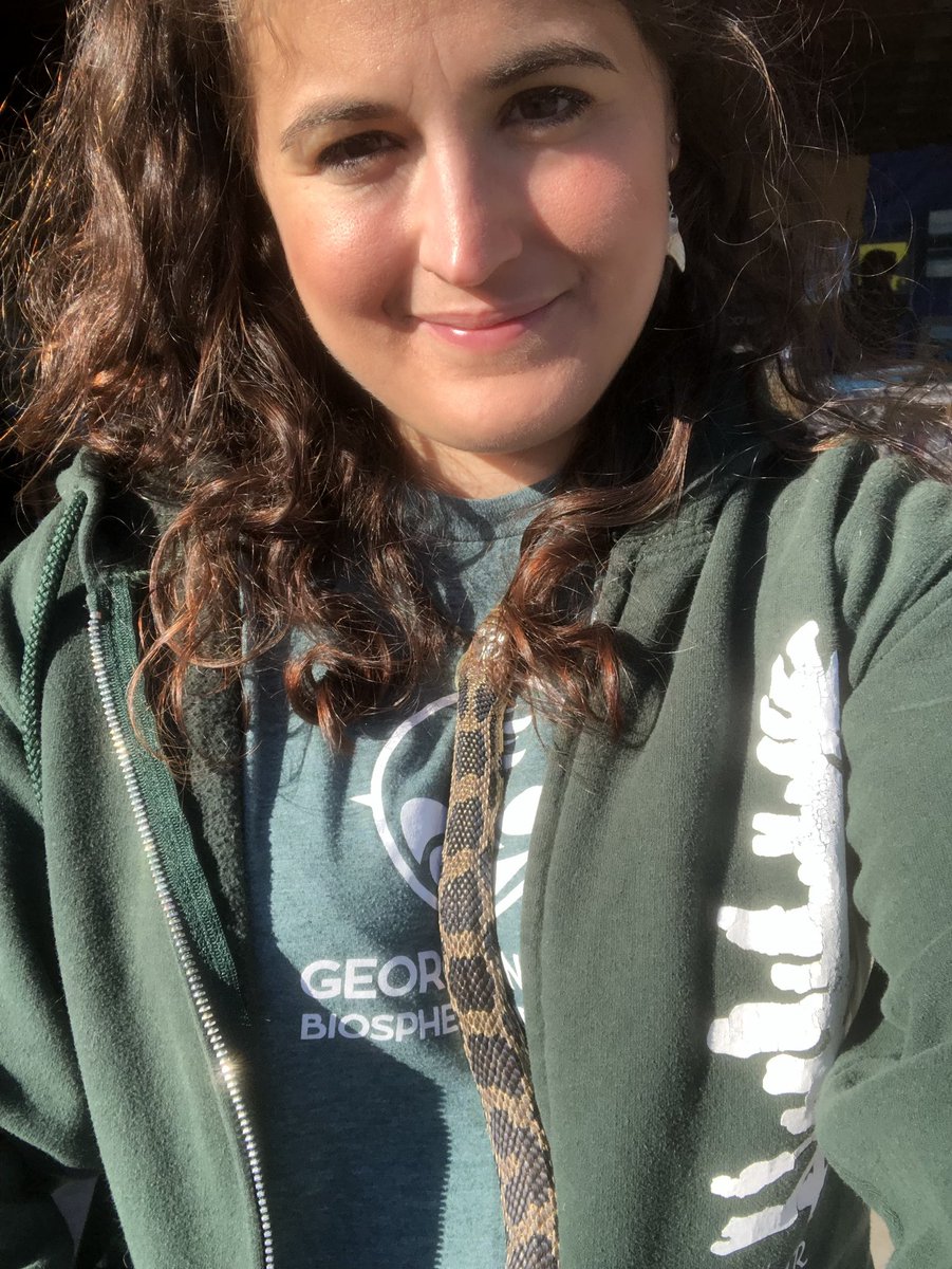 Tingo_89's tweet image. After an hour of stealing my body heat, Roxie is ready for the work day! 

Today we’re at the #ParrySound Airport for their Fly and Buy event!

#snakecuddles #lovesMeForMyHeat #Foxsnakes #Outreach #scicomm