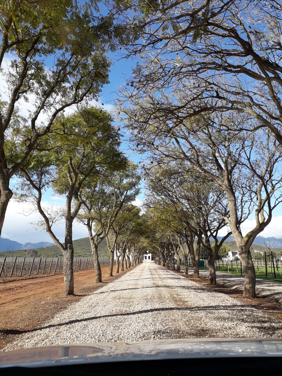 mclowe24's tweet photo. Can you tell where we are?! @EllisWines #caperoadtrip https://t.co/W725xW4oPQ