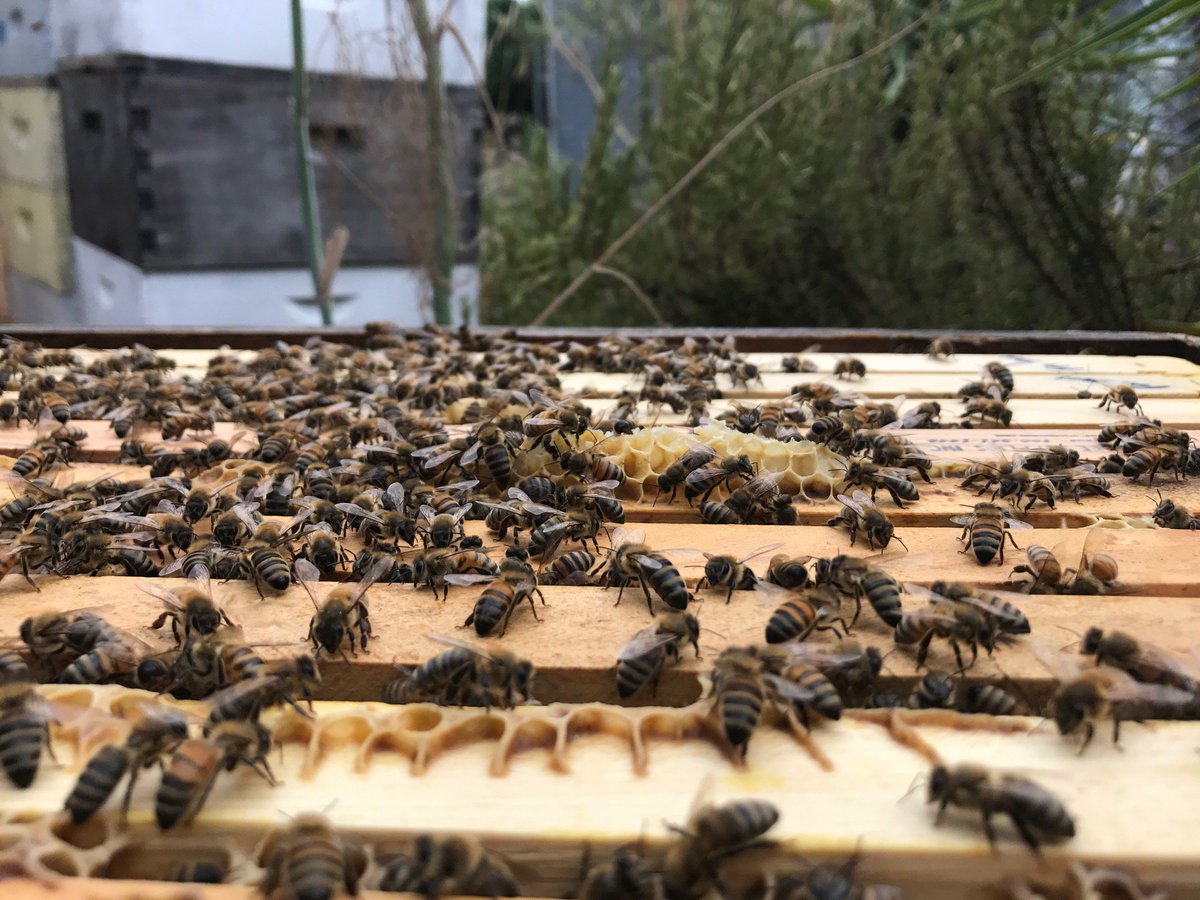 Pollinators's tweet image. THE MITE-A-THON IS HERE! If you're a #beekeeper, know someone that is, or would like to raise awareness to support #honey #bees... Please spread the word! For the next week (9/8 - 9/15) data on Varroa mite levels across North America will be collected at mitecheck.com!