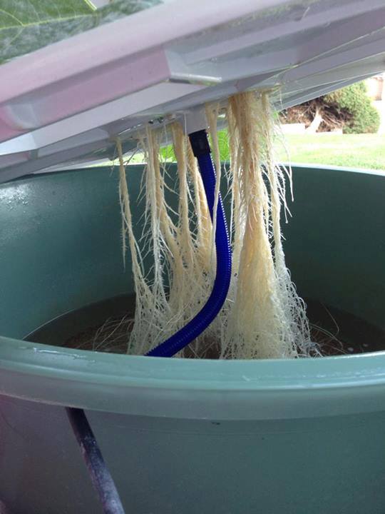 TowerGardenCDN's tweet photo. We suggest taking the change in seasons as a time to clean your Tower. Don't want yours looking like this! https://t.co/4LIGErbKb1