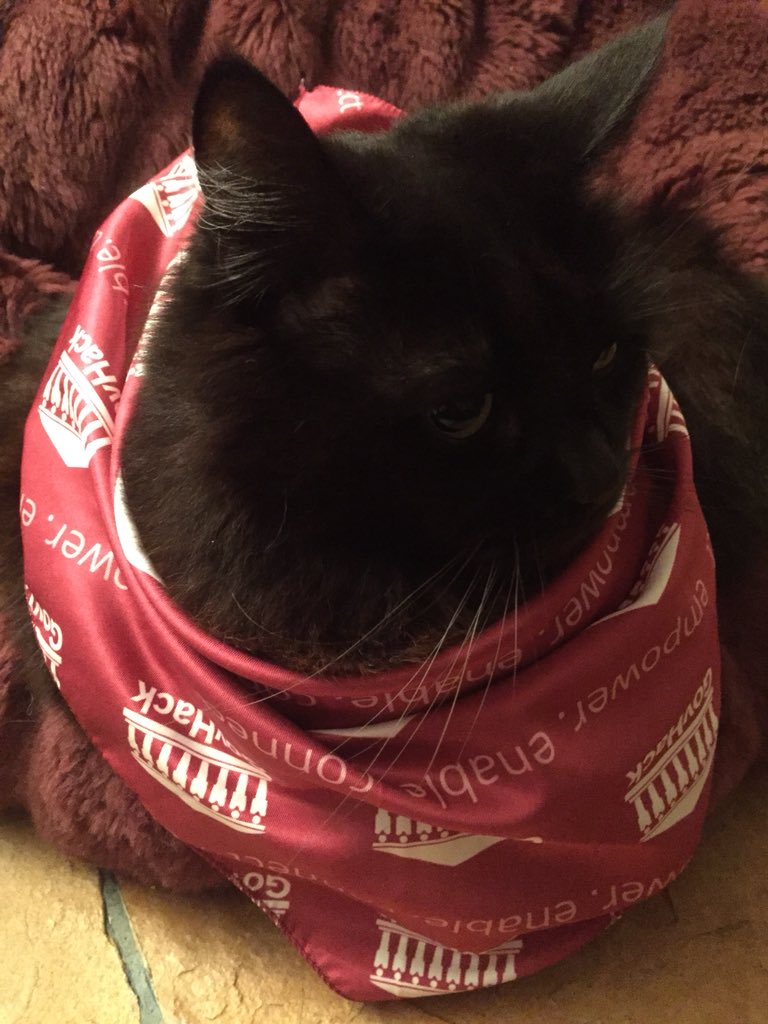 govhackwa's tweet image. #catsofgovhack begins 😻😻😻 @datagovau