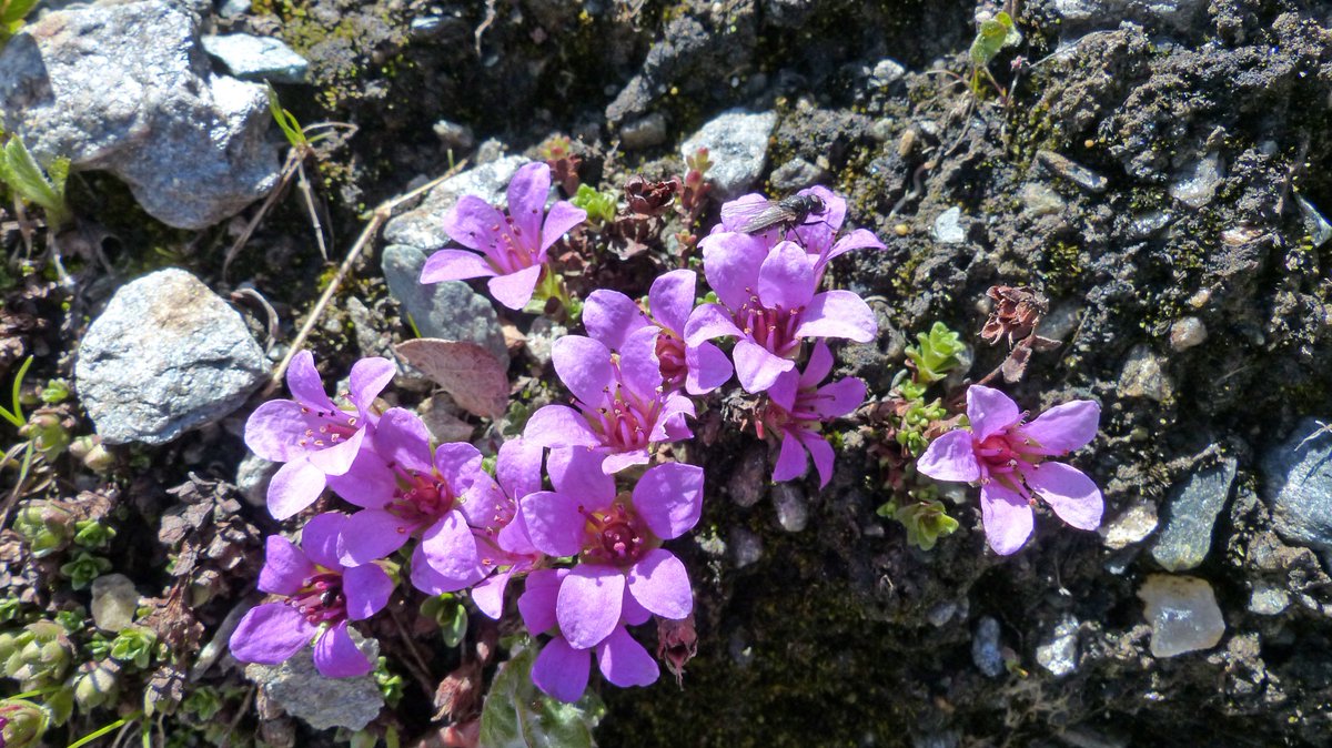 We love the nature in Saastal :-)
#outside #nature #switzerland #valais #mistralsaasfee