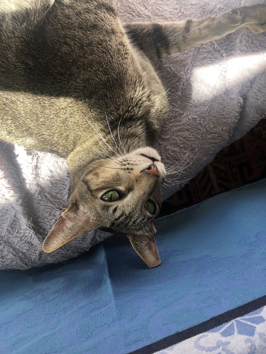 fluctuat_nec_'s tweet photo. Coucou #monipolyte #orientalcat https://t.co/BMQfaWQVab