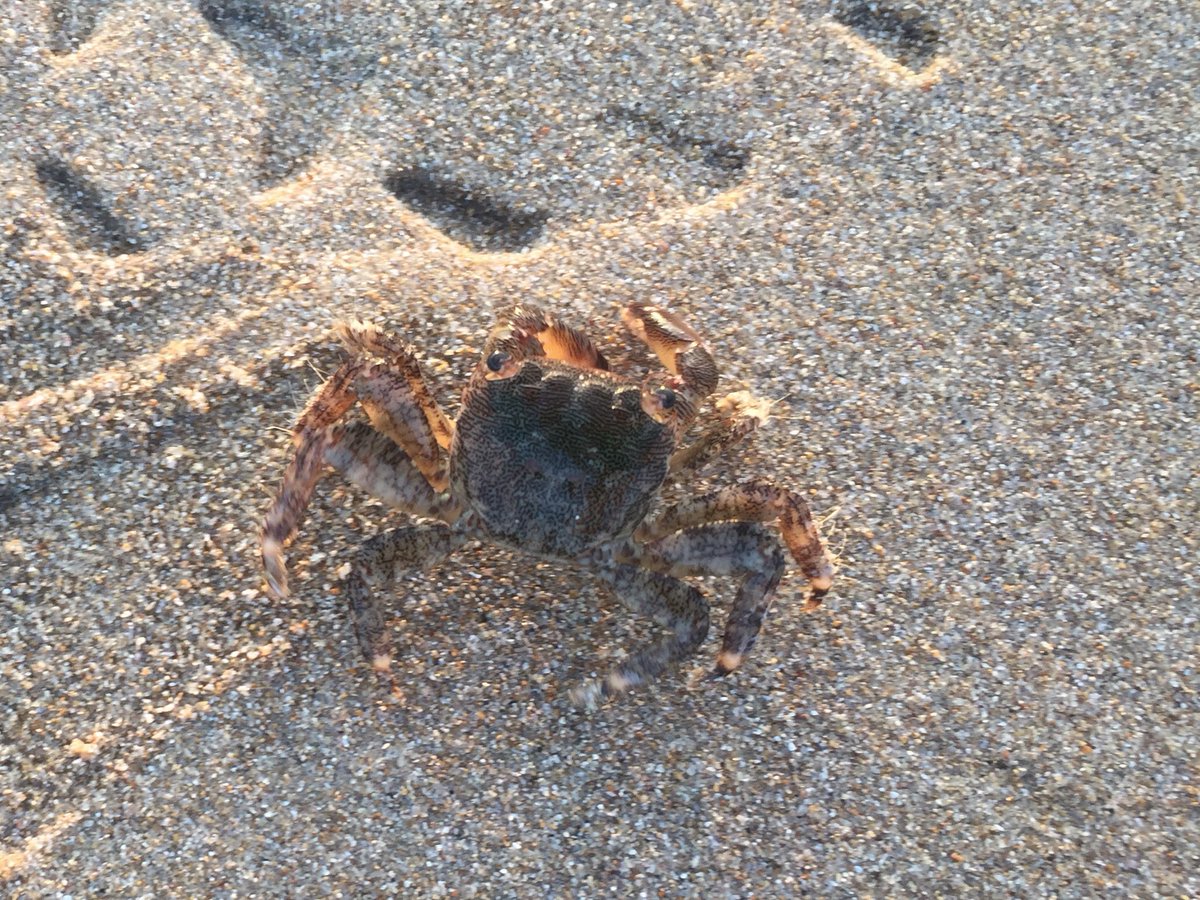 geiss_matt's tweet photo. Letzter Lauf in Andalusien - barfuß 👣 am Strand 🏝 von La Barossa. Kaum Menschen ganz in der Früh aber dafür ein lustiger Krebs 🦀 #Laufen #Strand #LaBarossa #Krebs https://t.co/nV804mFgJn