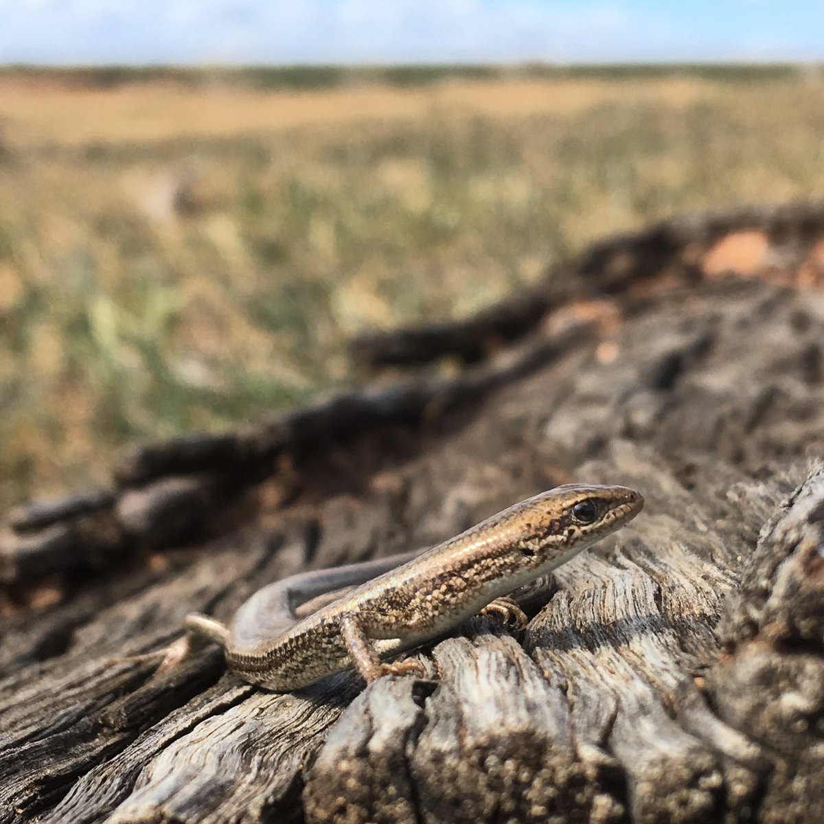 DrDMichael's tweet photo. Some of our smallest remnants often support unexpected species. We found this Saltbush Morethia Skink in a tiny patch of Buloke/Rosewood this week. #murraystudy #wildoz https://t.co/YFNeeijjD1