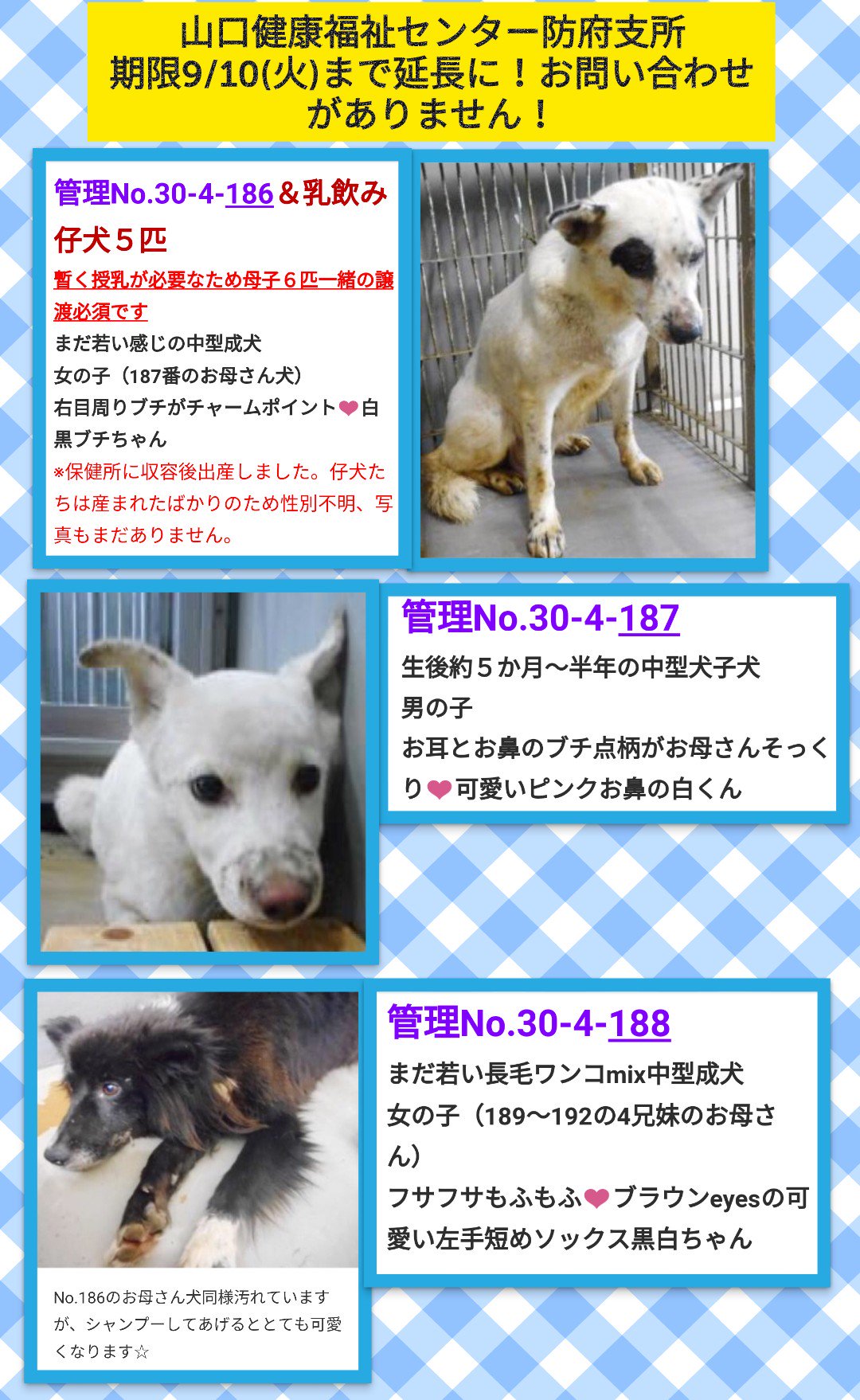 Yukiiro Cat しばらく休止 山口県 山口健康福祉センター防府支所 里親募集 期限9 10までの犬 達について 成犬３匹と書きましたが 成犬２匹 ２匹共母犬 と白い子犬１匹 生後5ヶ月 半年 でした すみません 1の長毛の母犬の子供４匹は