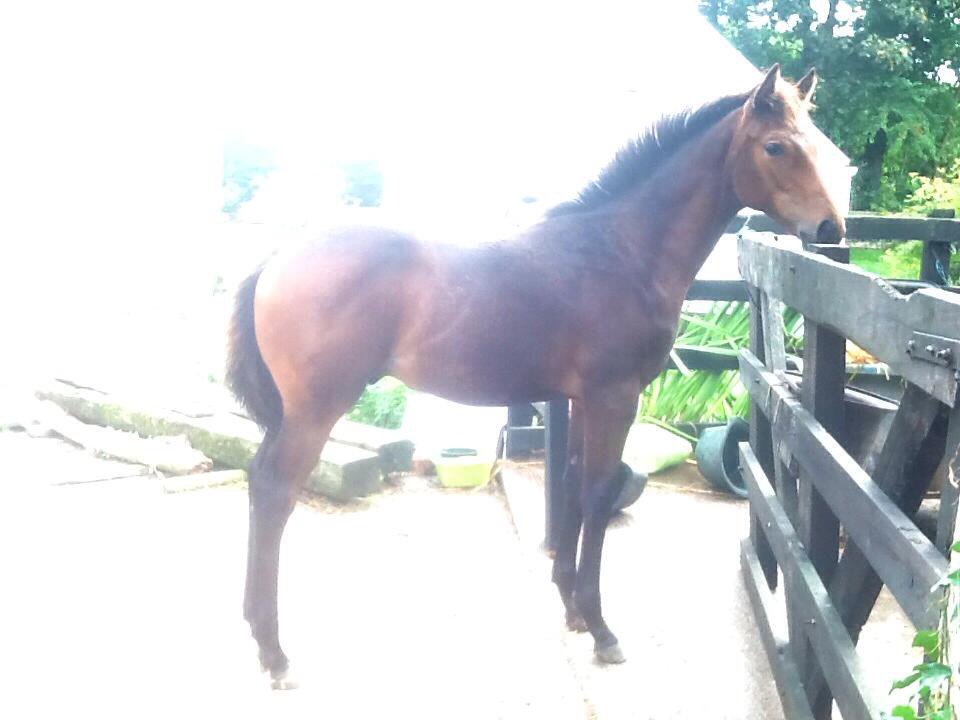 PhilippaProctor's tweet photo. Boom or Bush you'll be much missed. We intended 6f to be your best trip, but you proved us wrong and galloped for another mile. A tough and brave little horse, you gave a lot of people a lot of fun #RIPBoom https://t.co/geOJwhaLHF
