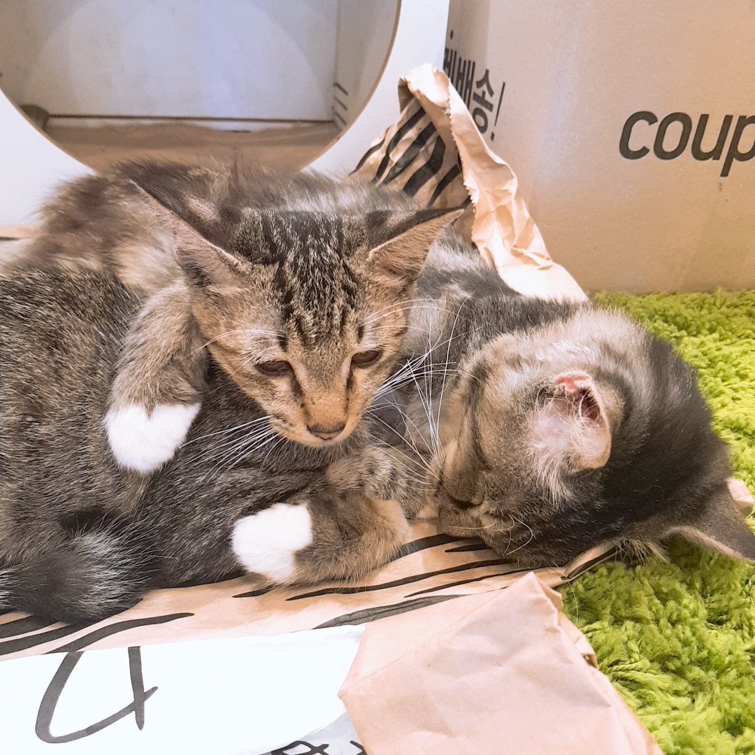 catlover_garden's tweet photo. 포옹해주기💕 https://t.co/WB9YFTUuQs