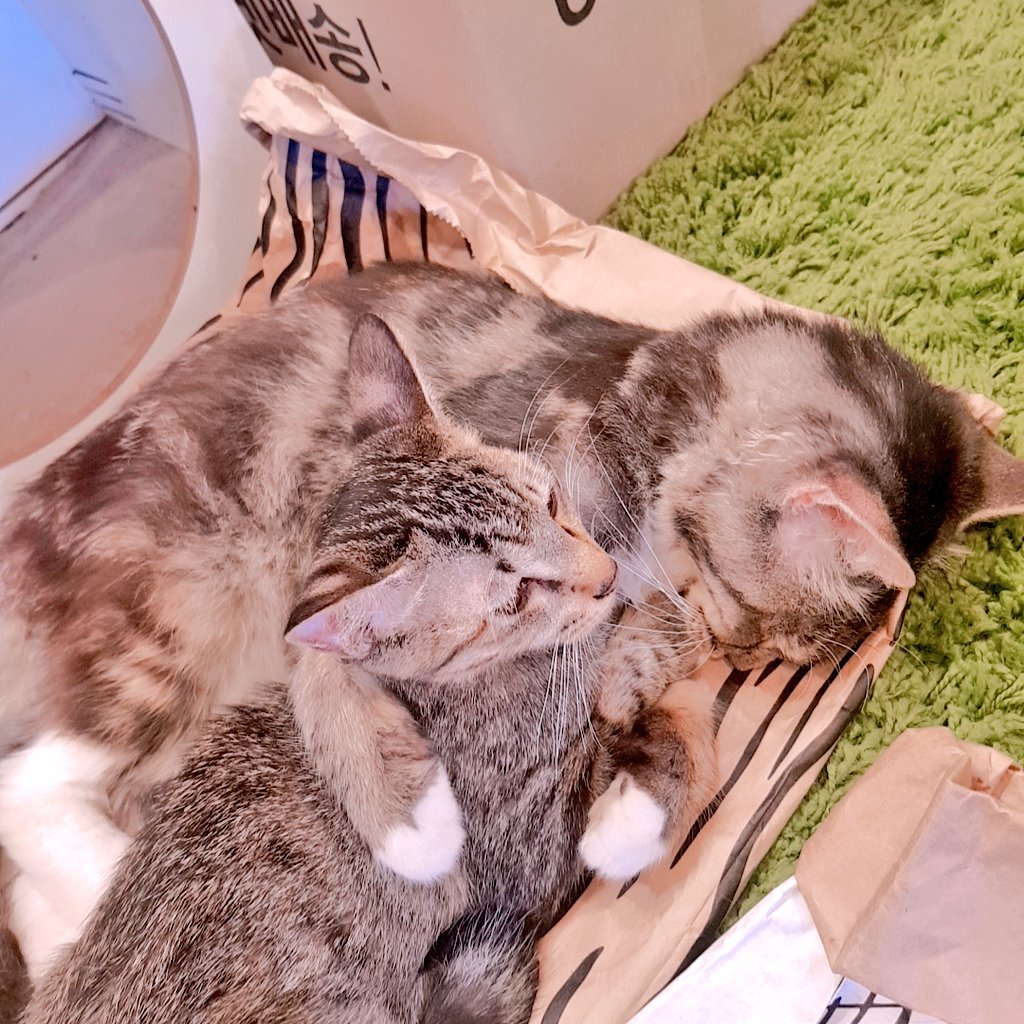 catlover_garden's tweet photo. 포옹해주기💕 https://t.co/WB9YFTUuQs