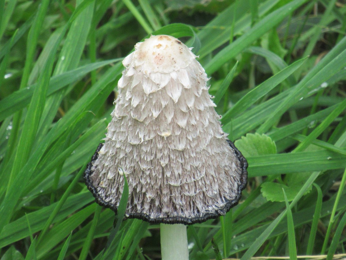 Just the weather to see Mushrooms and Toadstools @Sandwichbirdobs. This a pristine Shaggy Inkcap or 'Lawyer's Wig', Coprinus comatus. @BritishFungi