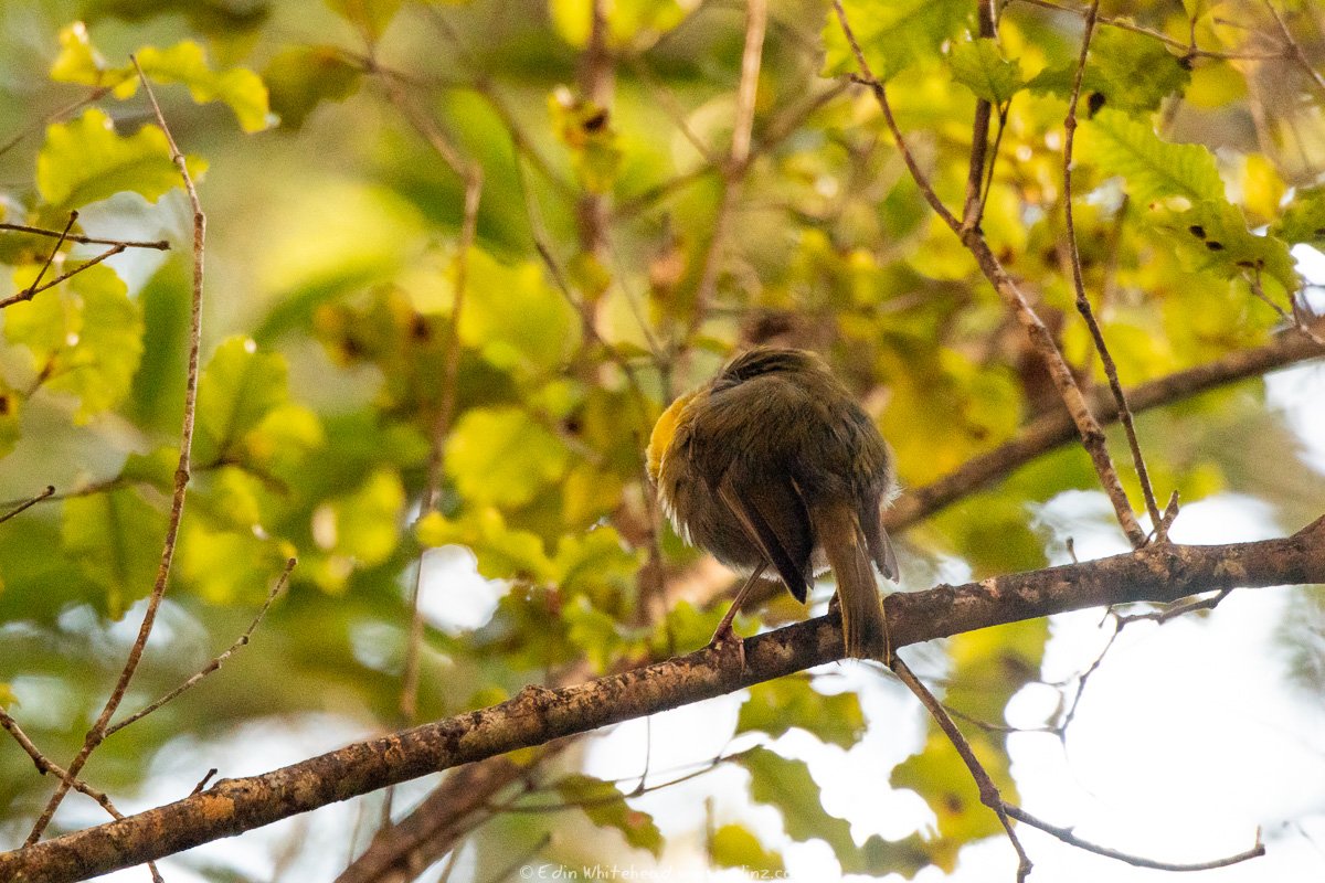 edinatw's tweet photo. In pursuit of ultimate roundness, this bird tragically lost his head. A moment of silence, please. #roundbirb #birdventurenz #theroundest https://t.co/b5dyNmVKsP