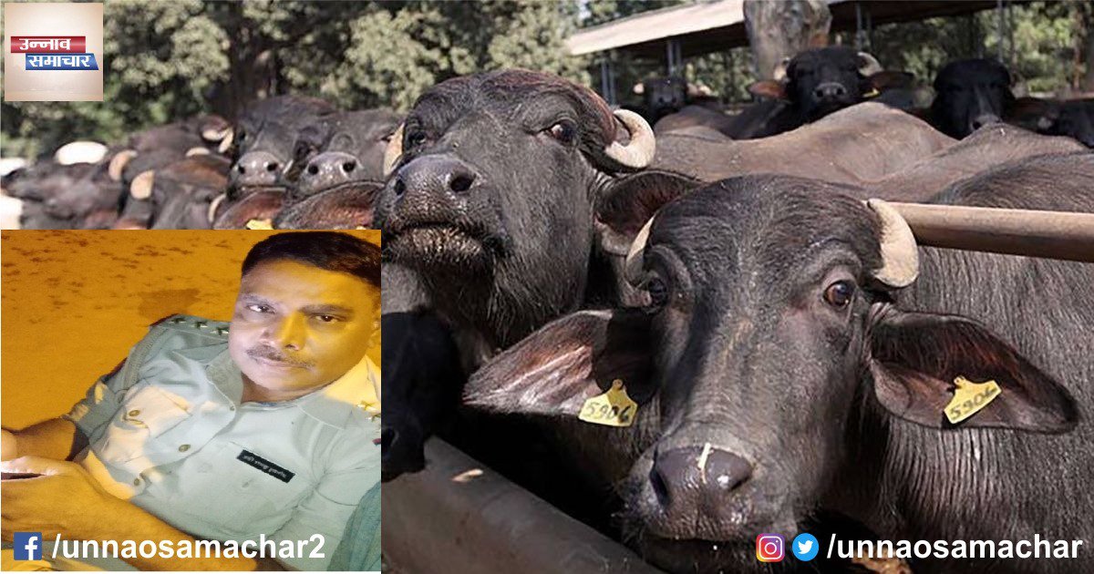 unnaosamachar's tweet photo. माखी भैंस कांड के आरोपी थानाध्यक्ष को मिली जमानत, हुए रिहा.
#UttarPradesh #Unnao #BuffaloScam https://t.co/ll40CxaGMH