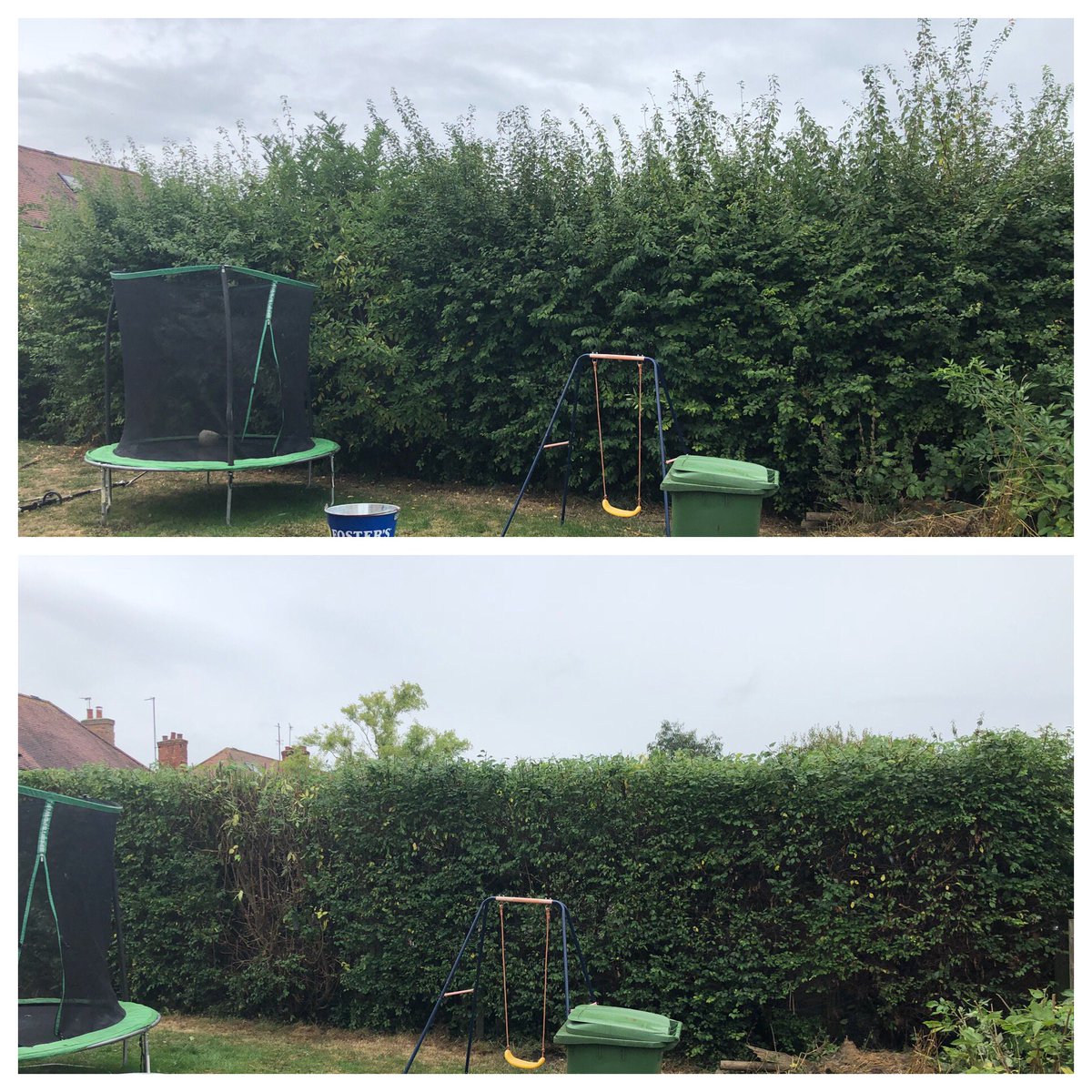 MaslinJonesLtd's tweet photo. Today’s job was to cut this large overgrown hedge back to good form! #Maslinjones 
#MiltonKeynes
#garden 
#gardener 
#gardening 
#gardenmaintenance 
#Hedgework
#Hedgecutting 
#Stihlhedgecutter
#stihl
#ladder
#bighedge
#hedgereduction https://t.co/kaMS0HXNJO
